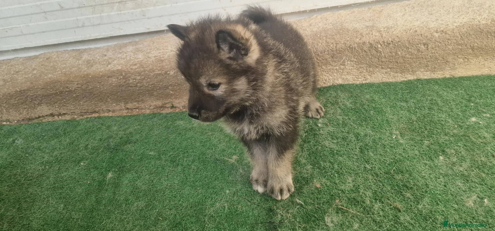 Perro Lobo Checoslovaco perros Perro lobo/wolfdog  - Anuncio 1