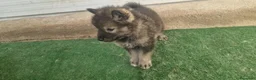 Perro Lobo Checoslovaco perros en venta: Perro lobo/wolfdog  - Anuncio 1