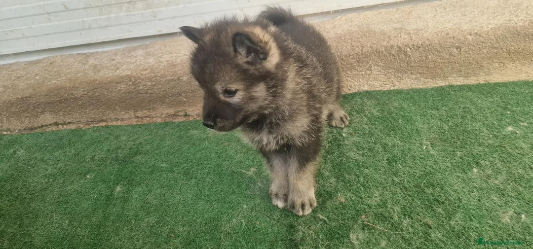 Perro Lobo Checoslovaco perros en venta: Perro lobo/wolfdog  - Anuncio 1