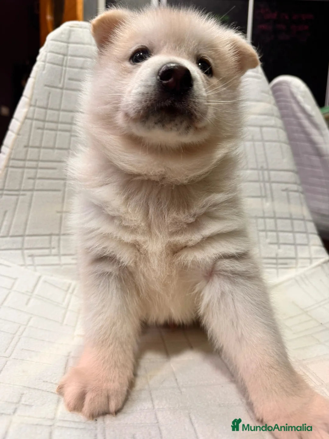 Pomsky perros en venta: Cachorro macho de Pomsky  - Anuncio 13