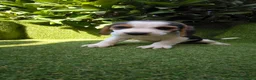 Beagle perros en venta: beagles tricolor 2 machos  - Anuncio 14