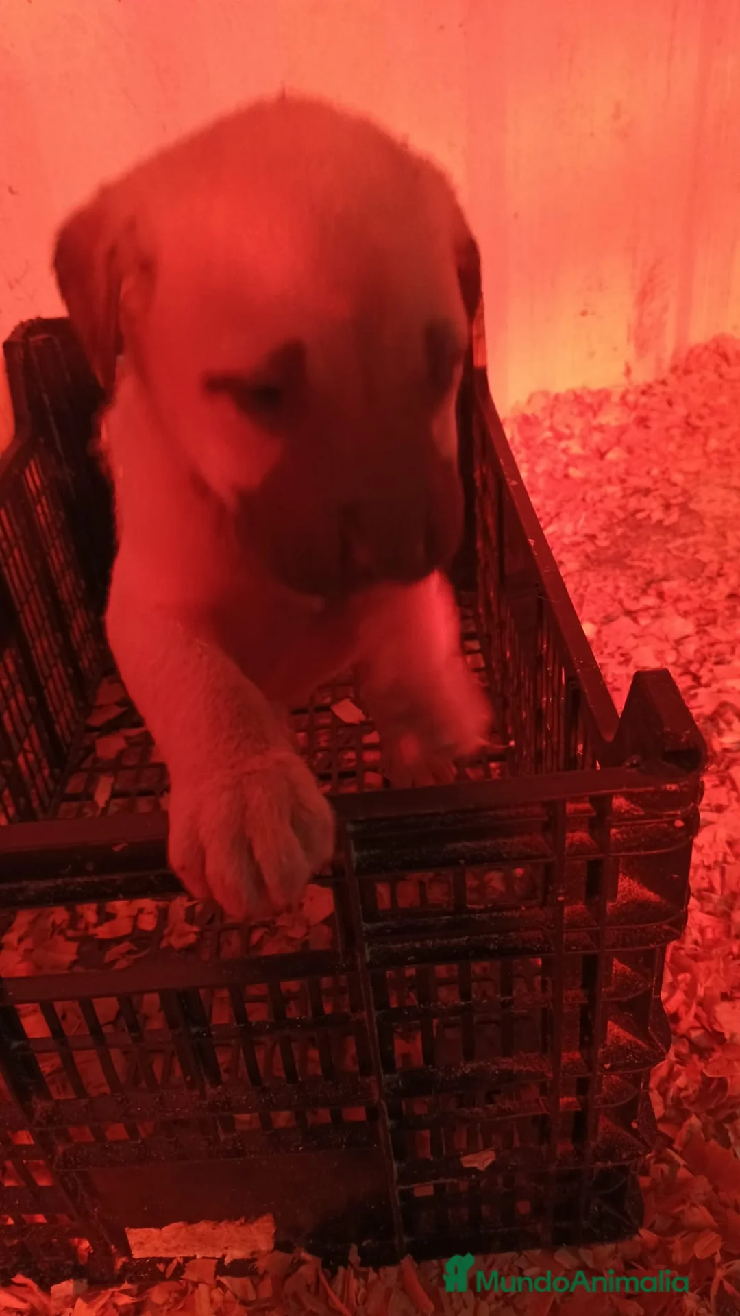 Mastín Español perros en venta: Hembra mastín  - Anuncio 1