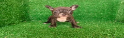 Bulldog Francés perros en venta: Bulldog francés  - Anuncio 8