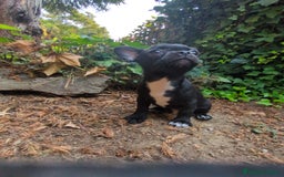 Chihuahua perros en venta: Chihuahua macho cabeza de manzana - Imagen 7