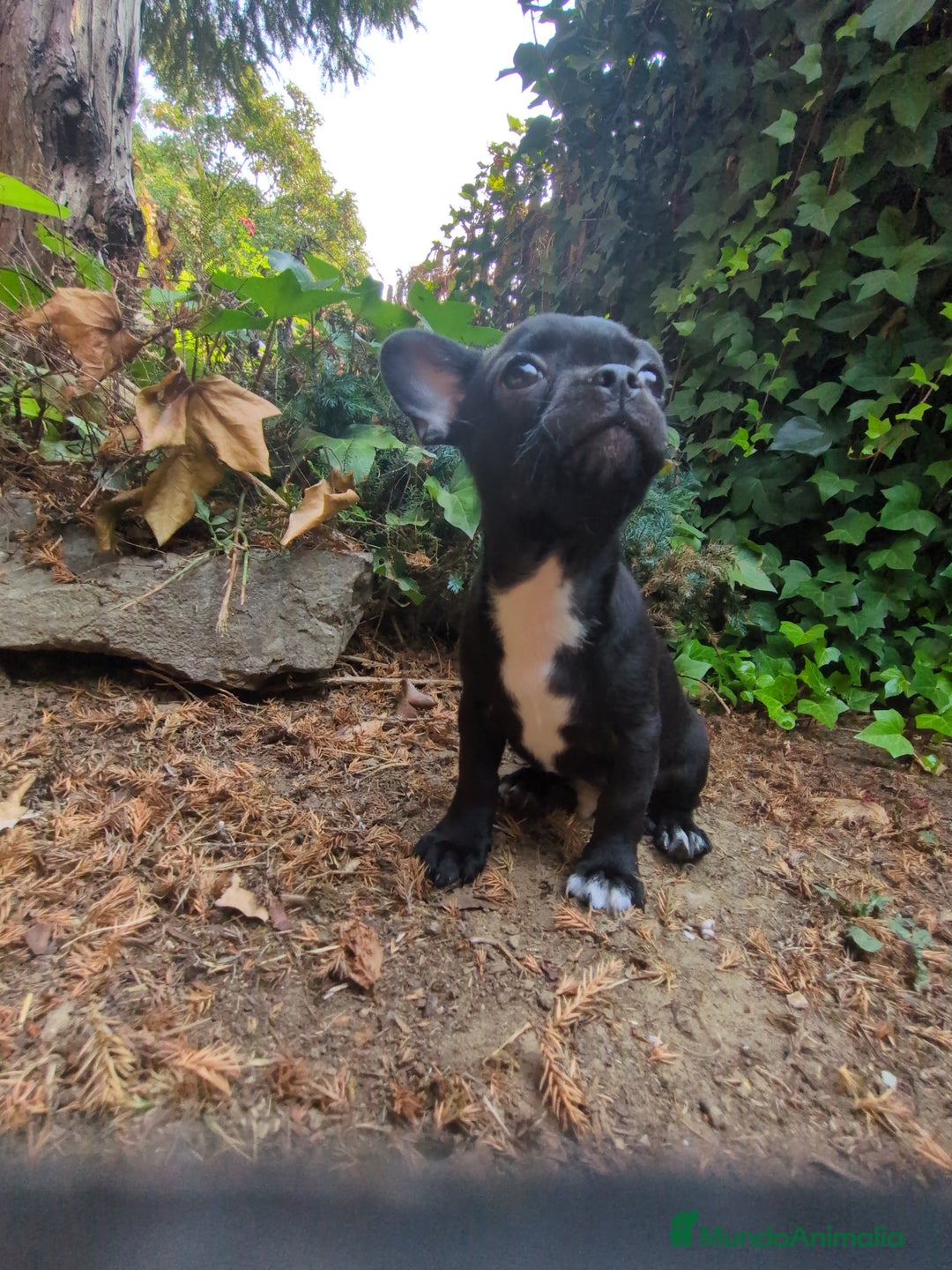 Chihuahua perros en venta: Chihuahua macho cabeza de manzana - Imagen 7