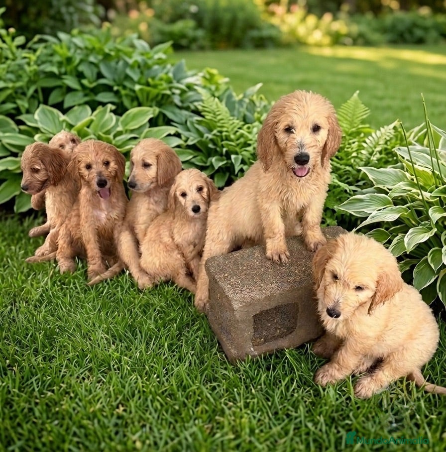 Goldendoodle perros Goldendoodle f1 - Anuncio 1