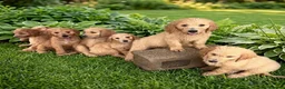 Goldendoodle perros en venta: Goldendoodle f1 - Anuncio 1