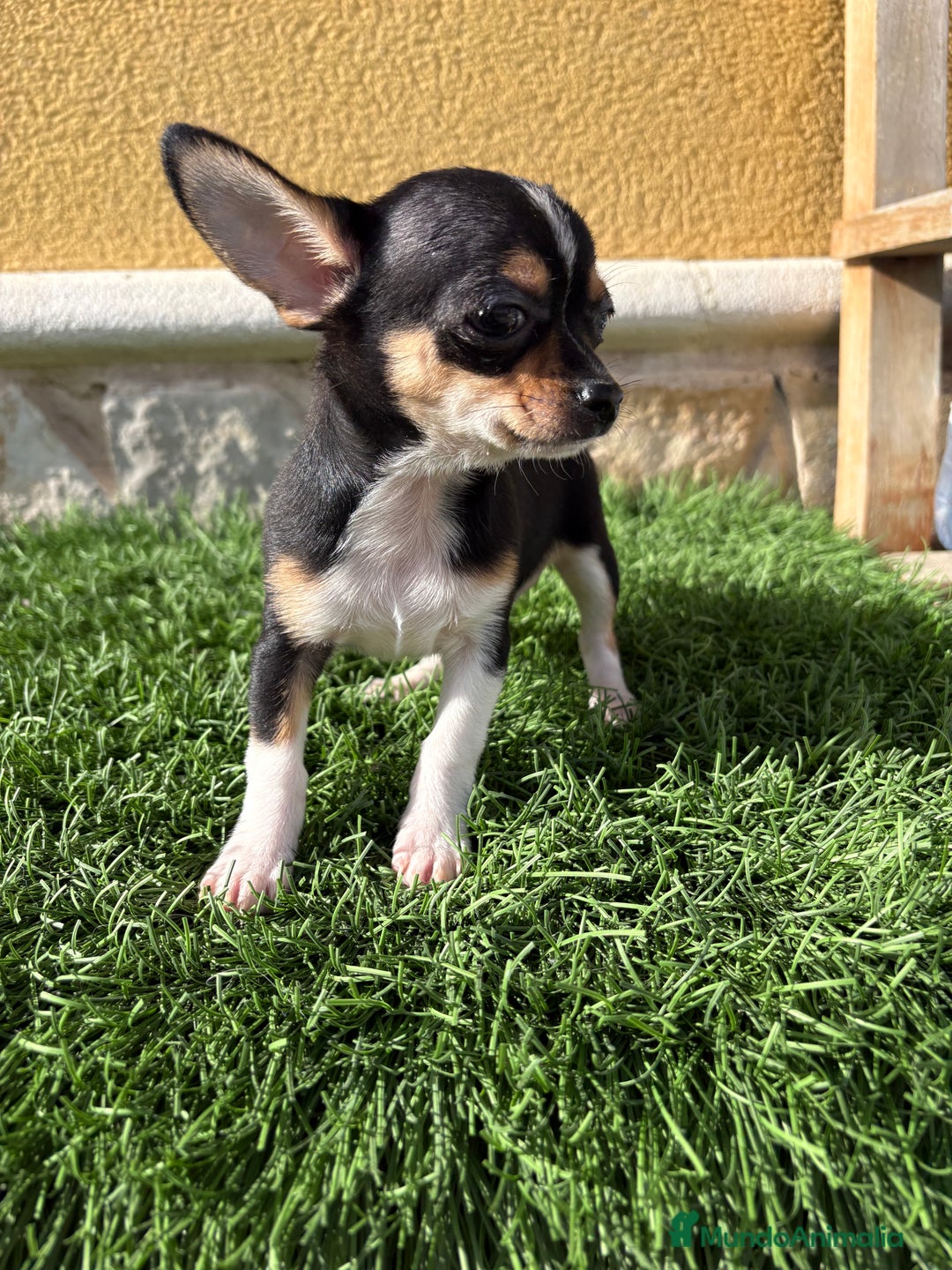 Chihuahua perros en venta: Chihuahua Toy tricolor macho - Anuncio 22