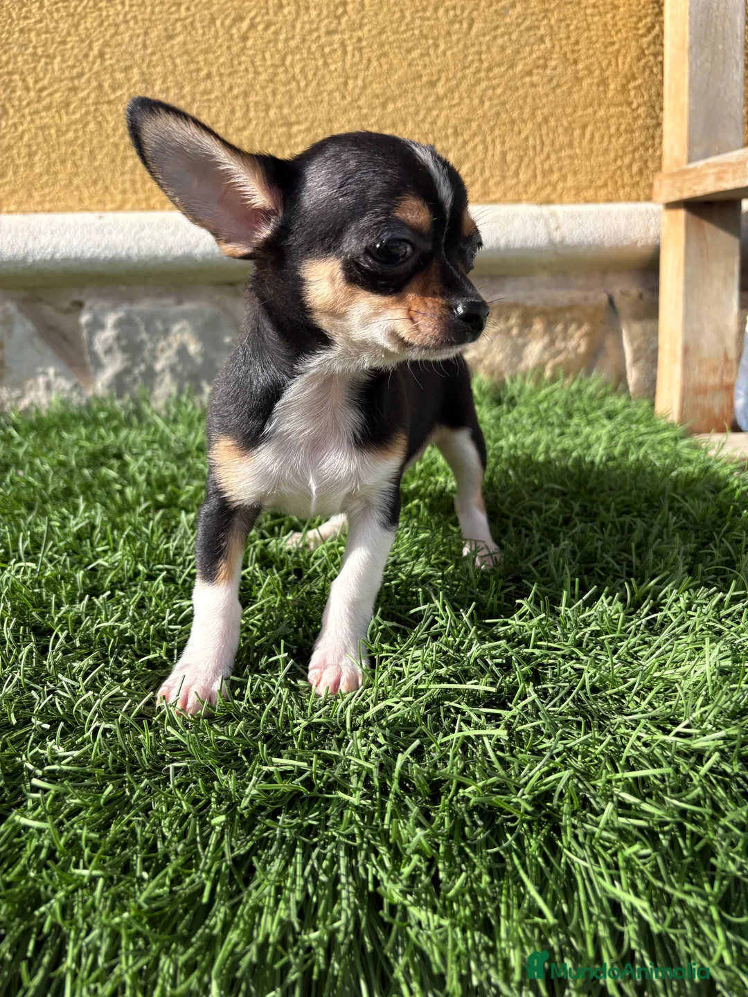 Chihuahua perros en venta: Chihuahua Toy tricolor macho - Anuncio 22