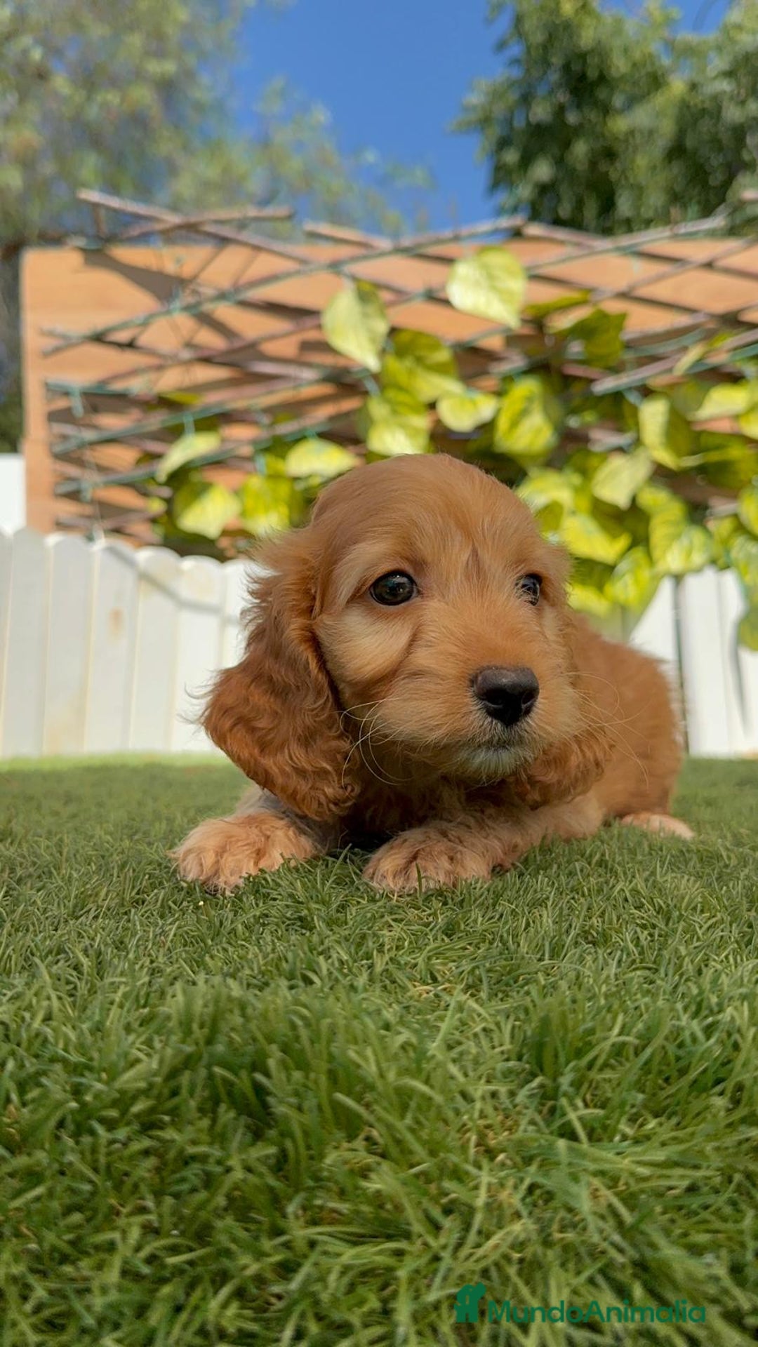 Otras razas perros en venta: Cockapoo hembra - Imagen 13