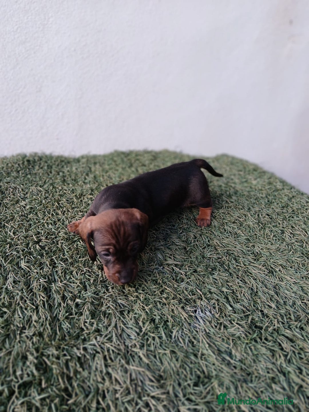 Teckel Miniatura perros en venta: camada teckel arlequín y todos los colores  - Anuncio 5