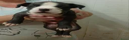 American Pit Bull Terrier perros en venta: Pitbull terrier - Anuncio 3