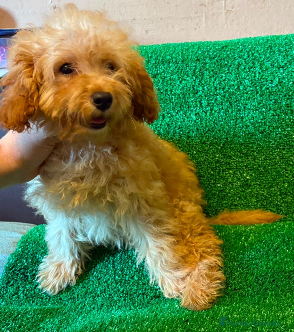 Caniche Toy perros en venta: Caniche toy!!! Hembra apricot intenso - Anuncio 2