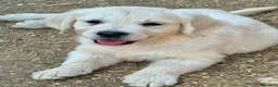 Golden Retriever perros en venta: Golden retriever  - Anuncio 8