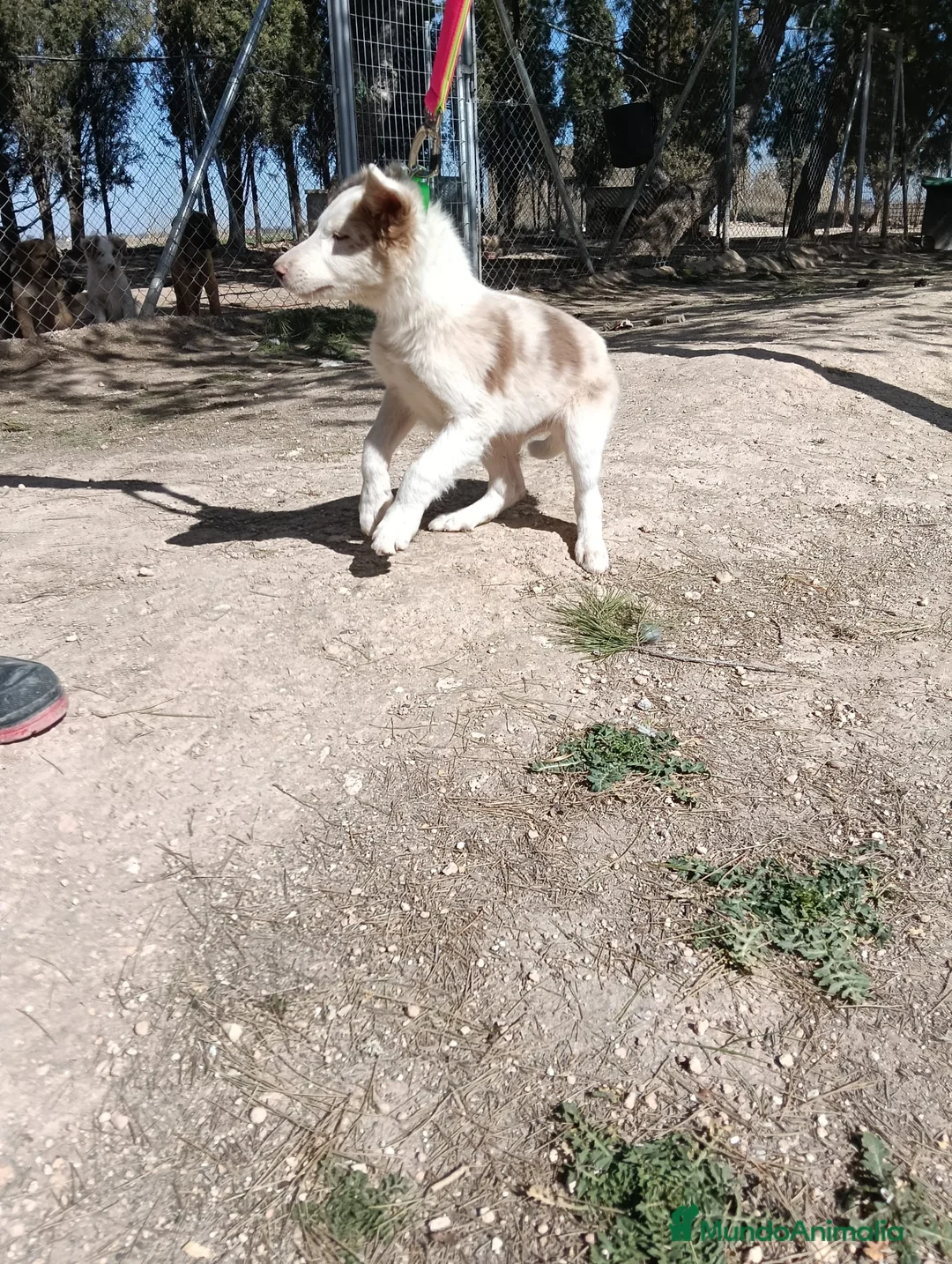 Border Collie perros en venta: Cachorros Border Collie  - Anuncio 8