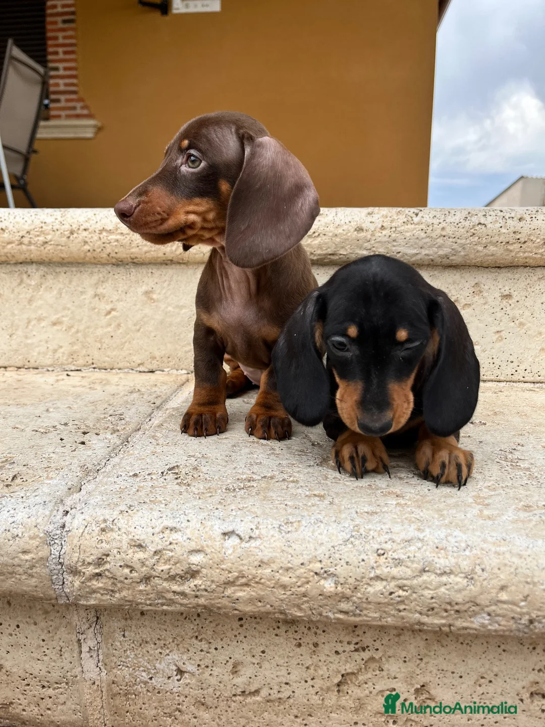 Teckel perros en venta: Teckel  - Anuncio 3