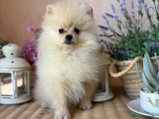 Pomerania perros - Anuncio 1