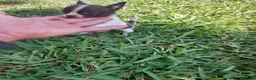 Chihuahua perros en venta: PRECIOSOS CHIHUAHUA RUSO Y ASIÁTICO  - Anuncio 7