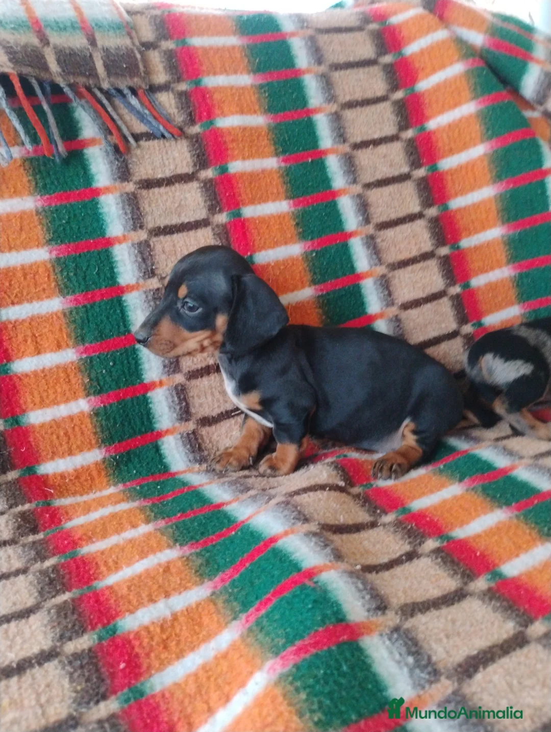 Teckel Miniatura perros en venta: Machito teckel negro y fuego miniatura  - Anuncio 5