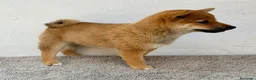 Shiba Inu perros en venta: Shiba Inu - Anuncio 5
