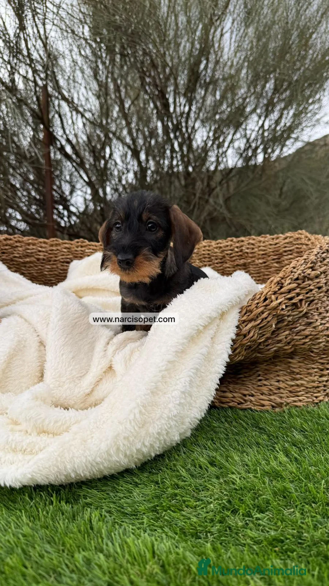 Teckel Miniatura perros en venta: TECKEL PELO DURO HEMBRA - Anuncio 1