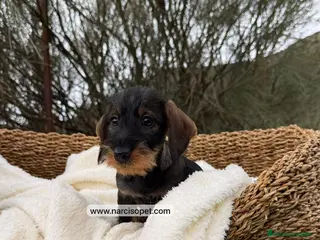 Teckel Miniatura perros TECKEL PELO DURO HEMBRA - Anuncio 2