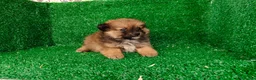 Pomerania perros en venta: Pomerania  - Anuncio 10