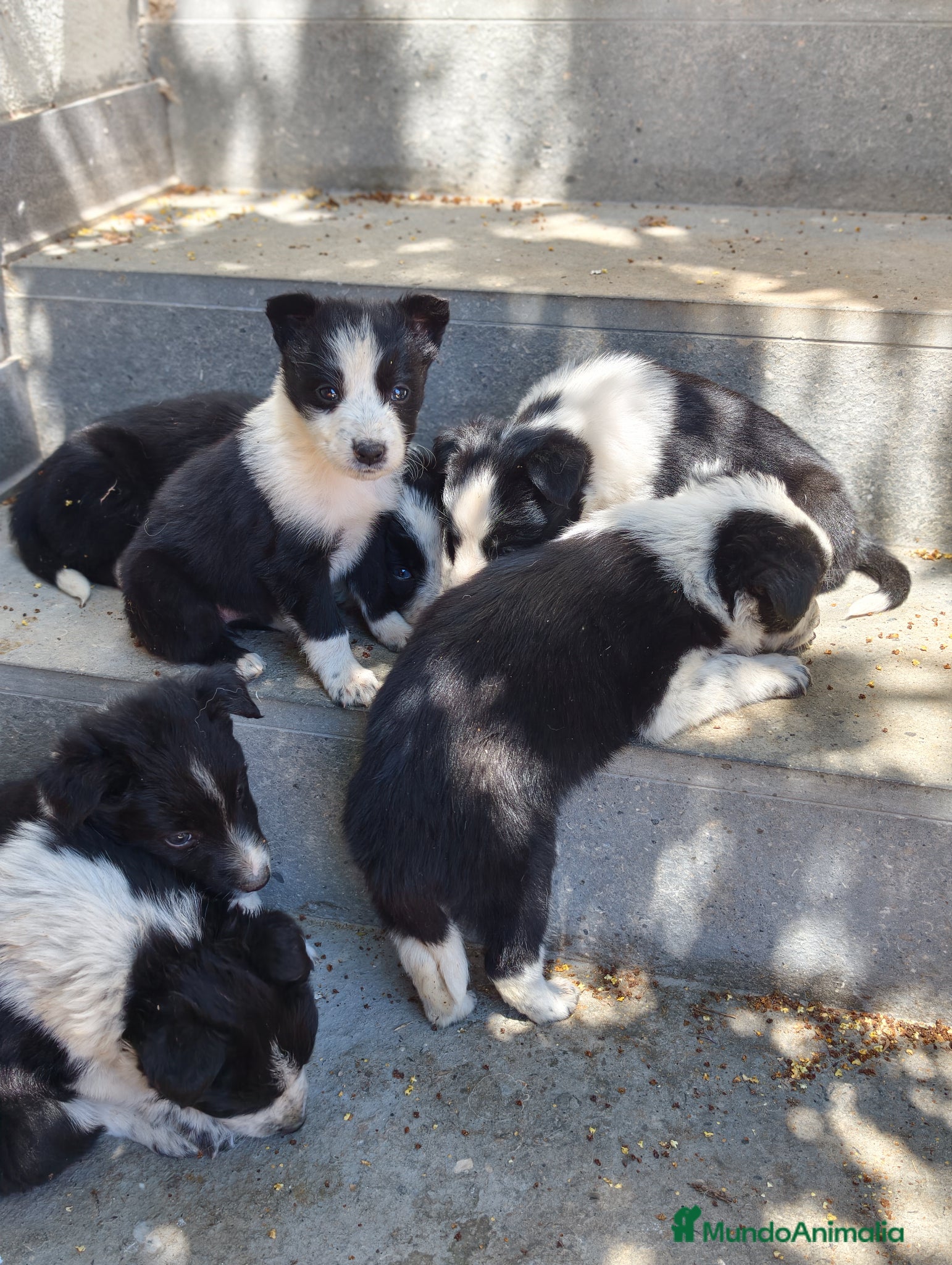 Border Collie perros Border collie  - Anuncio 1
