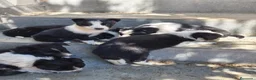 Border Collie perros en venta: Border collie  - Anuncio 1