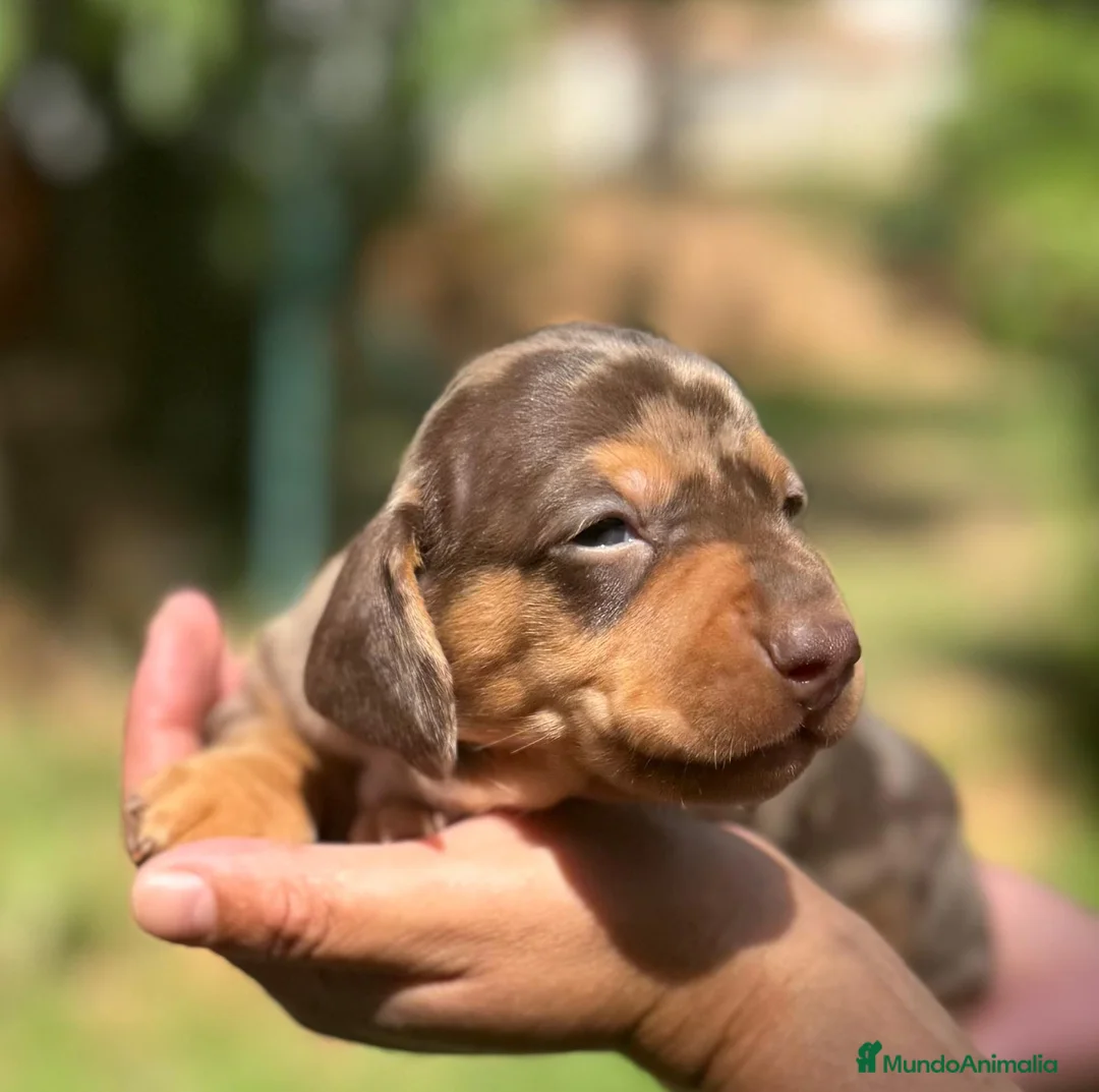 Teckel Miniatura perros en venta: teckel merle criadero garantias pura raza valencia - Anuncio 2