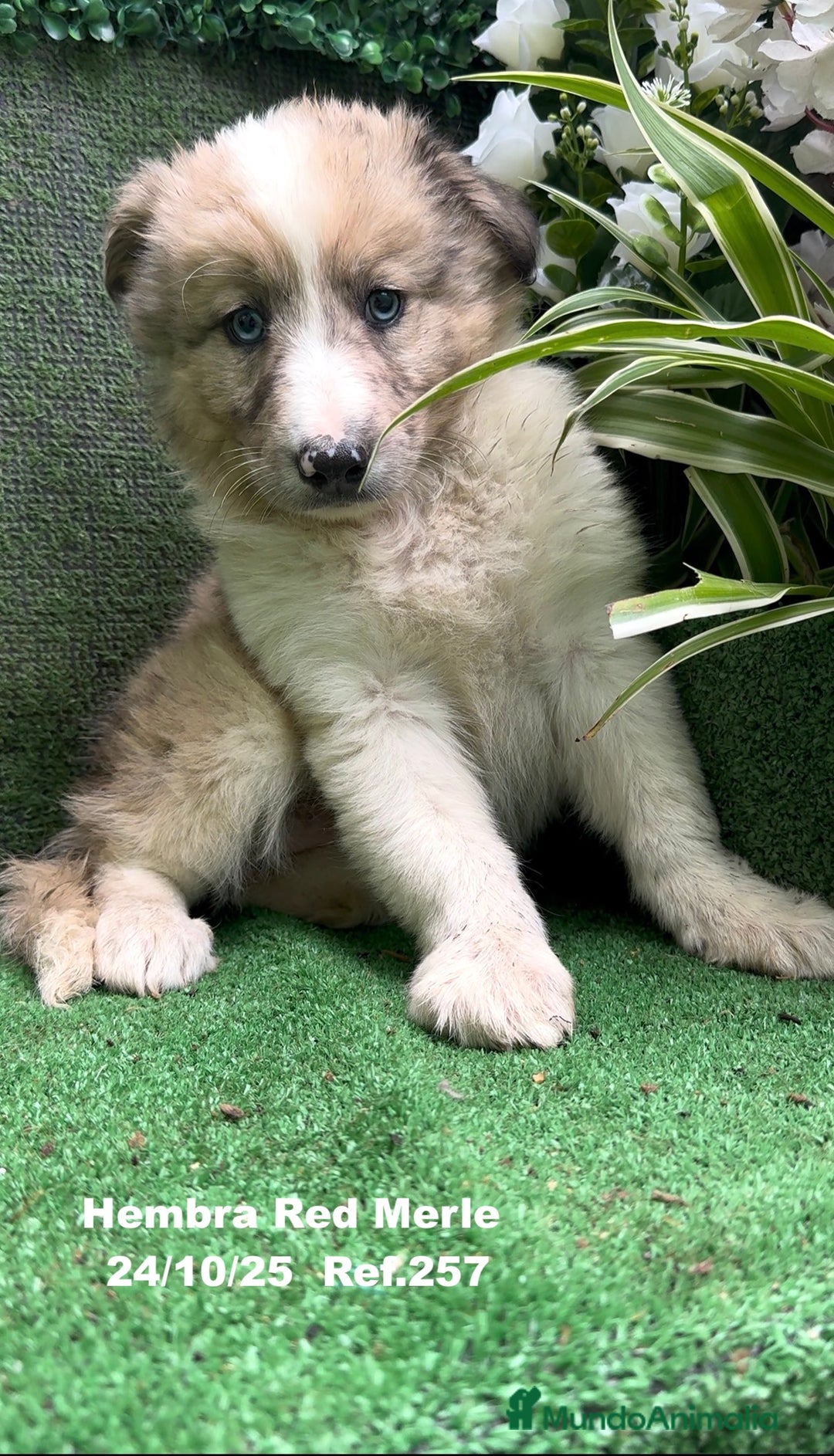 Border Collie perros en venta: BORDER COLLIE red merle - Anuncio 20
