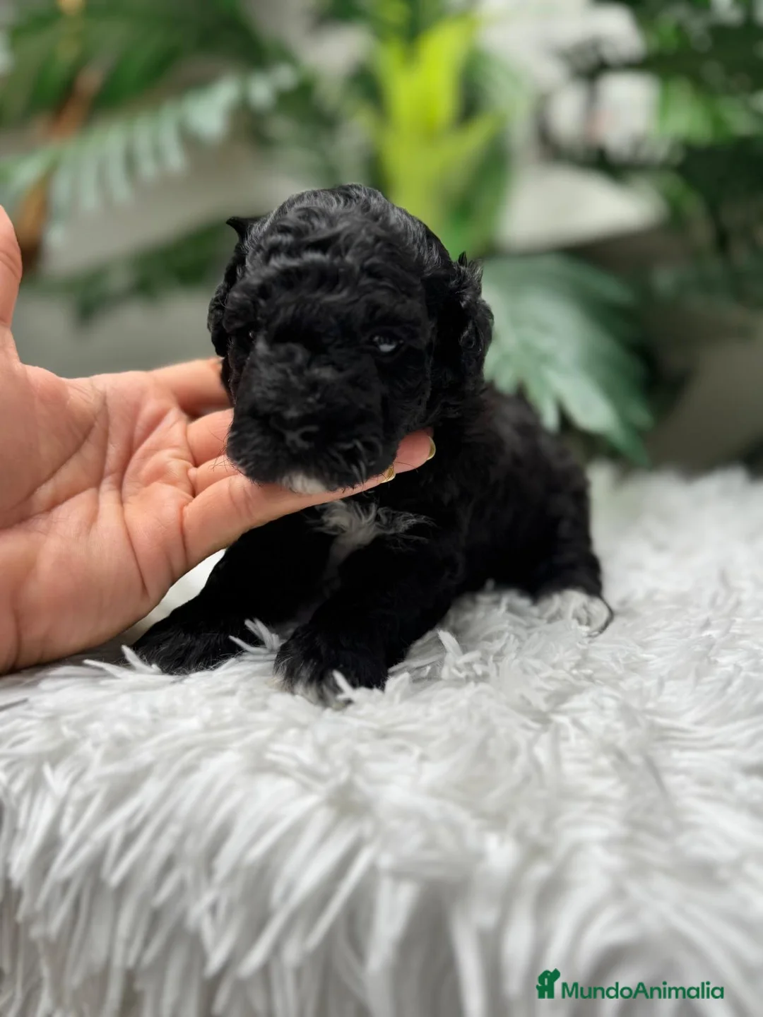 Caniche Toy perros en venta: CANICHE TOY 🎀 - Anuncio 2
