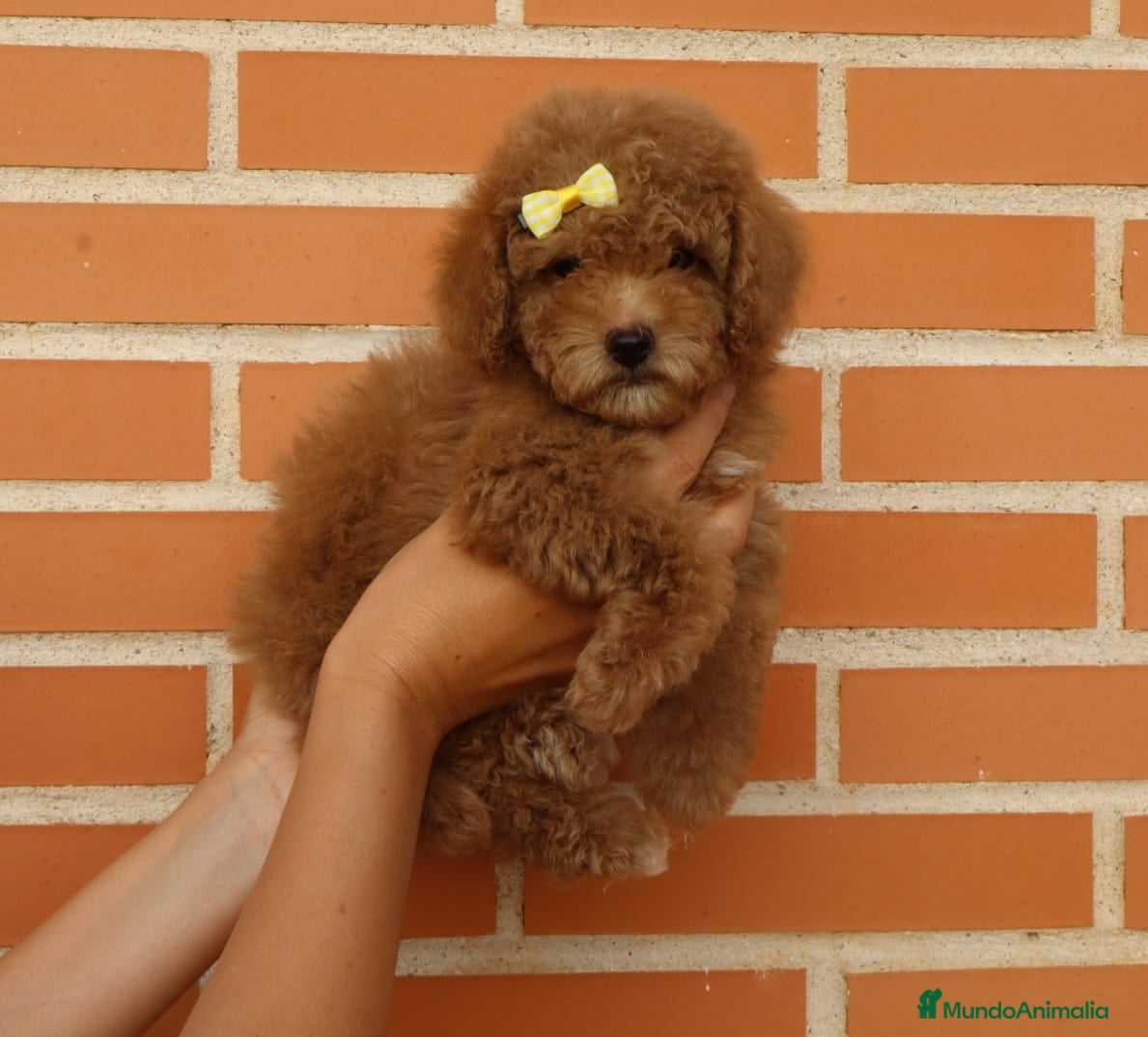 Caniche Toy perros Caniche toy macho - Anuncio 2