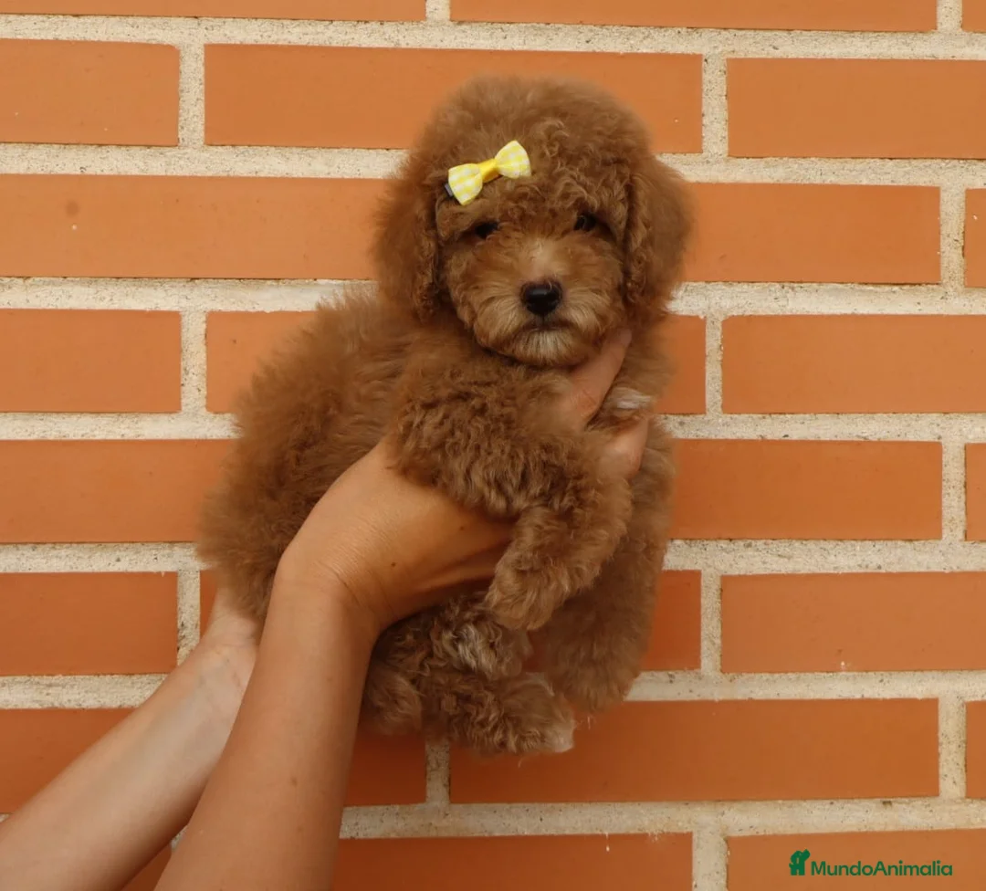 Caniche Toy perros en venta: Caniche toy macho - Anuncio 2