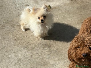 Pomerania perros - Anuncio 1