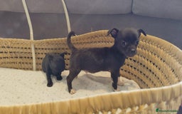 Chihuahua perros en venta: Chihuahua toy cabeza manzana - Imagen 5