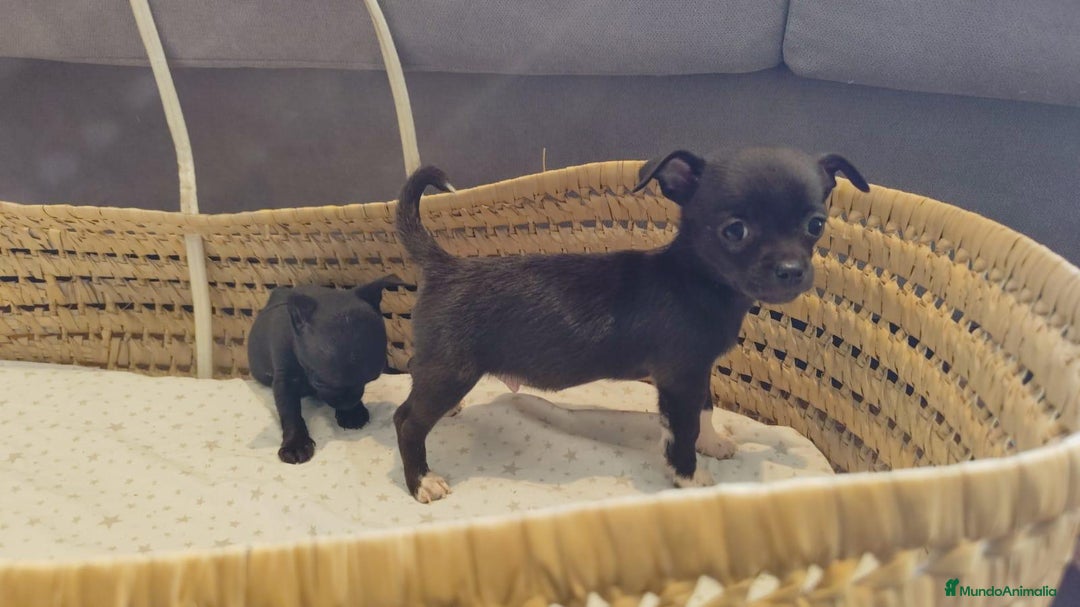Chihuahua perros en venta: Chihuahua toy cabeza manzana - Imagen 5
