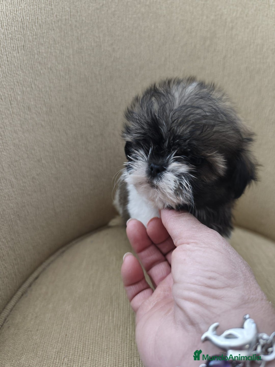Shih Tzu perros en venta: Shihtzu - Anuncio 3
