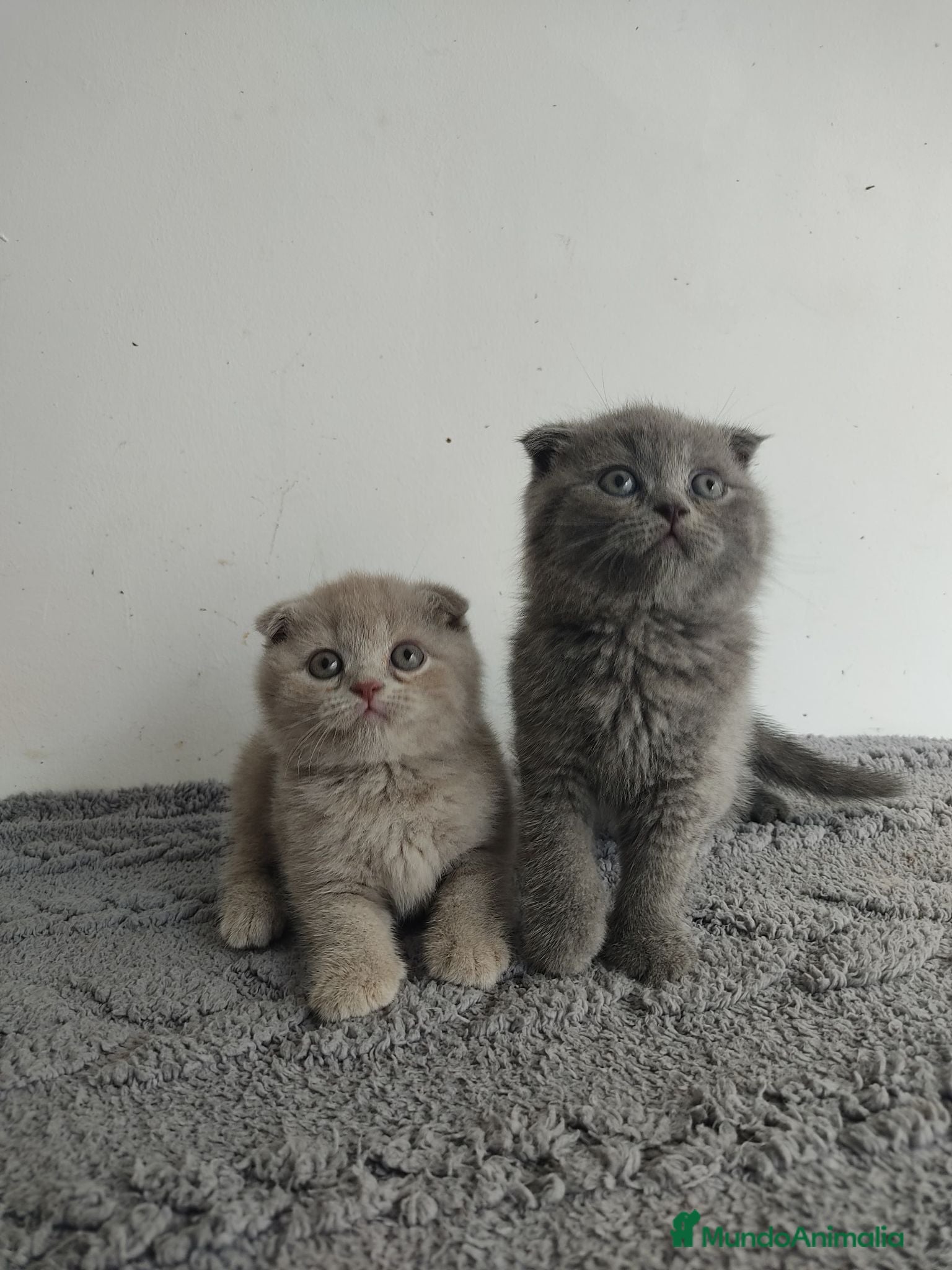 Scottish Fold gatos Scottish fold - Anuncio 3