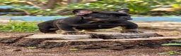 Bulldog Francés perros en venta: Bulldog Frances - Anuncio 5