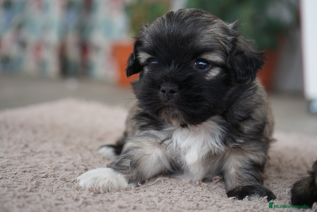 Maltipoo perros en venta: 🌼 Maxi y Boom – Maltipoo en tonos crema 🐾 - Imagen 6
