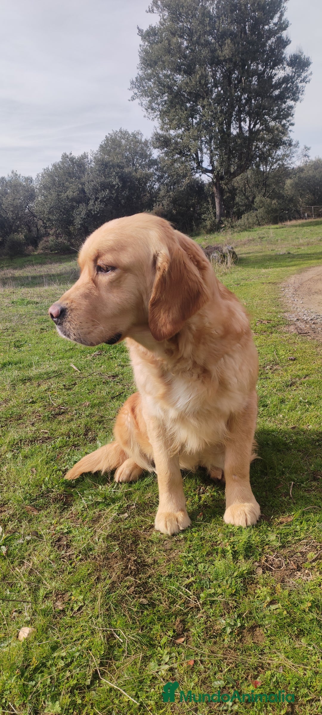 Golden Retriever perros en venta: Golden Retriever - Anuncio 7