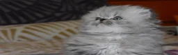 Himalayo gatos en venta: GATOS PERSAS HIMALAYOS  en Madrid - Anuncio 4
