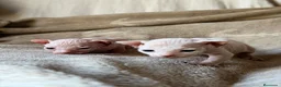 Sphynx gatos en venta: Sphynx blancos y bicolor - Anuncio 31