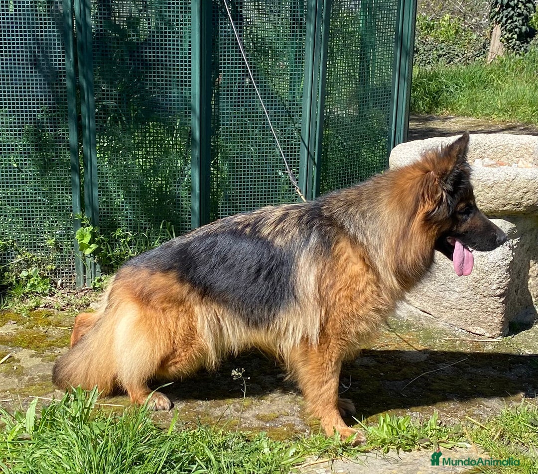 Pastor Alemán perros en venta: Cachorros de pastor alemán  en Salamanca - Imagen 15