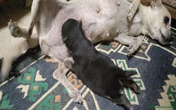Chihuahua perros en venta: Chihuahua - Imagen 2