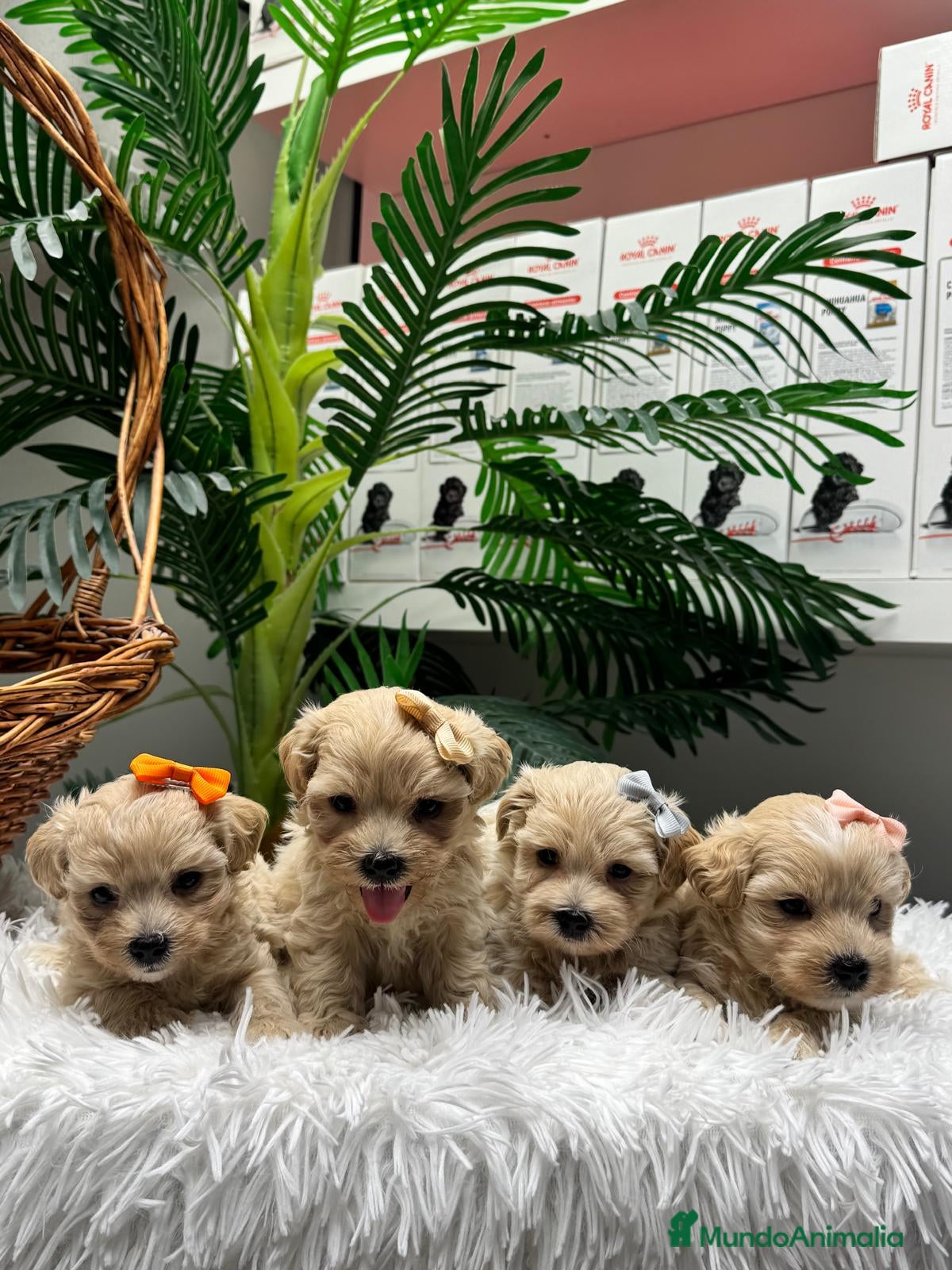 Maltipoo perros MALTIPOO - Anuncio 4
