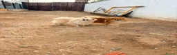 Pomerania perros en venta: Pomerania toy  - Anuncio 14