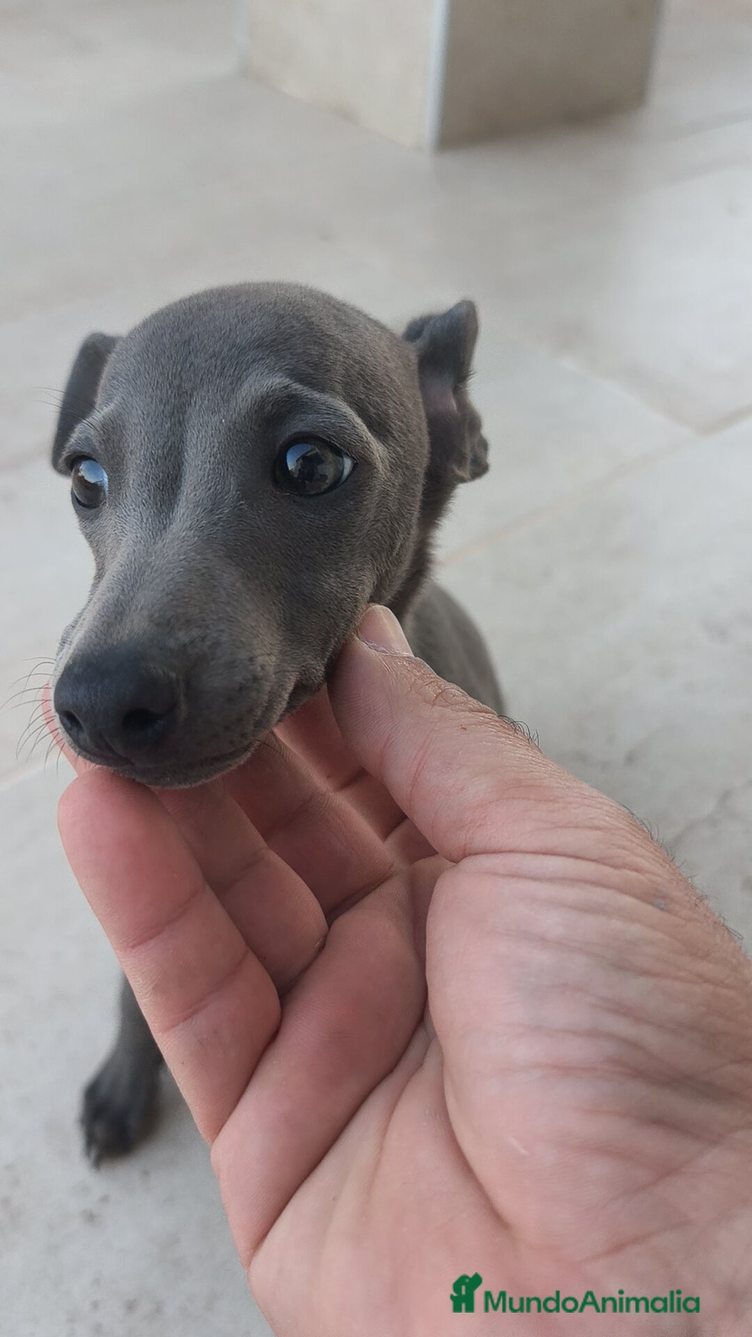 Pequeño Lebrel Italiano perros en venta: Pequeño lebrel Italiano macho  - Anuncio 1