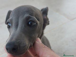 Pequeño Lebrel Italiano perros Pequeño lebrel Italiano macho - Anuncio 3